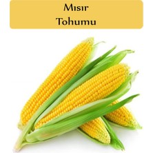 Zencefil Organik Mısır Tohumu 1 Paket (10GR=45+ Adet) Tatlı Mısır Tohumu