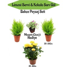 Nura Botanik Bahçe Seti, 2 Adet Limoni Servi Fidanı, 1 Adet Sarı Gül Fidanı, Hediye Mezem Çiçeği, Çok Renkli