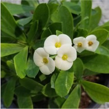 Nura Botanik Ithal Orijinal Beyaz Euphorbia Milii, Dikenler Tacı, Küçük Saksıda