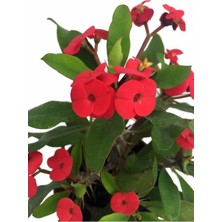 Gardenbox Kırmızı Renk Milli Dikenler Tacı Saksılı 10-20CM Iç Mekan Bitkisi (Euphorbia)