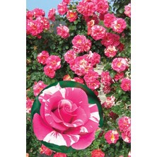 Gardenbox Sihirbaz Pembe Sarmaşık Gül Fidanı, Tüplü Saksılı, 15-30CM, Çok Renkli