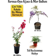 Hakay Bitkim Sende Kırmızı Oya Ağacı Fidanı, Mor Salkım Ağacı Fidanı, Tül Kuşkonmaz Bahçe Peyzaj Seti, 30-60 cm