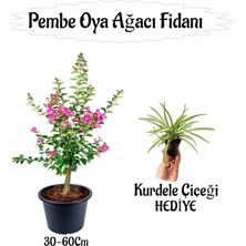 Hakay Nura Botanik Pembe Oya Ağacı Fidanı, 30-60 Cm, Saksılı, Kurdele Çiçeği Hediyeli