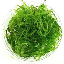 Hakay Vesicularia Dubyana Java Moss Cup Canlı Bitki