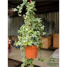 Hakay Nura Botanik Alacalı Hedera Helix Ağaç Sarmaşık, 1 Adet, Saksılı, 30-60 Cm, Iç Dış Mekan Bitkisi