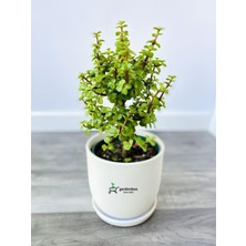 Hakay Nura Botanik Yeşim Para Çiçeği (Portulacaria Afra) 15-30 cm Saksılı Yenilebilir Salon Bitkisi