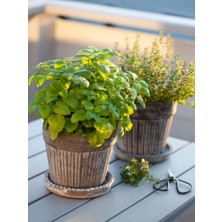 Hakay Serada Decor & Plant Kekik Biberiye Seti, 2 Adet Thyme Rosemary Fidesi, 10-20 cm