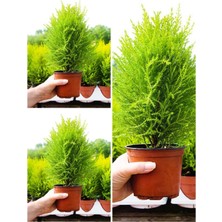 Hakay Nura Botanik Ithal Limoni Servi Fidanı, 3 Adet, 30-50 Cm, Saksılı, Cupressus Macrocarpa