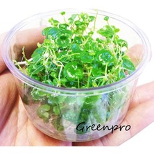 Hakay Hydrocotyle Sibthorpioides In Vitro 200CC Canlı Bitki