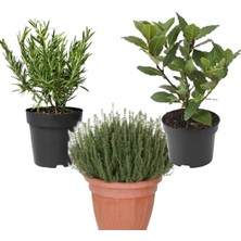 Hakay Gardenbox 3'lü Et Baharatı Seti, Kekik, Biberiye, Defne Saksılı Canlı Baharat Setleri
