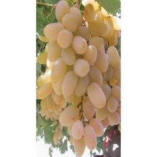 Isparta Gülü Süperior Üzüm Fidanı 10-20 cm