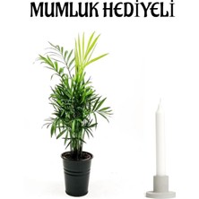 Hakay Nura Botanik Şamador Dağ Palmiyesi Bitkisi, Mumluk Hediyeli