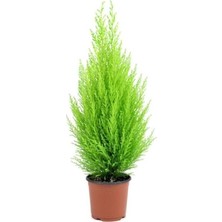 Hakay Bodur Limon Servi Çam Ağacı 30-60 Cm, 21548798659887