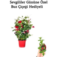 Hakay Kokulu Kırmızı Mandevilla Sarmaşığı Sevgililer Gününe Özel Buz Çiçeği Hediyeli, BTS001NU080222