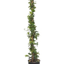 Hakay Nura Botanik Saksıda Kokulu Arap Yasemini, 50-70 Cm, Beyaz Çiçekli