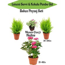 Hakay Nura Botanik Bahçe Seti, 2 Adet Limon Servi Çamı, 1 Adet Pembe Gül, Hediye Mezem Çiçeği, Çok Renkli