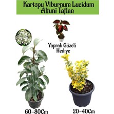 Hakay Kartopu Viburnum Lucidum 1 Adet+Altuni Taflan 1 Adet+Yaprak Güzeli Hediye Bahçe Bitkisi, BTS1852024NA10