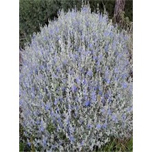 Hakay Videolu 1 Adet Zeytin Çalısı Fidanı 60-80CM Saksılı (Olive Bush)