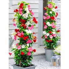 Hakay Nura Botanik Karışık Renkli Mandevilla Sarmaşık Bitkisi 30-60 Cm, Pembe, Kırmızı ve Beyaz Çiçekli