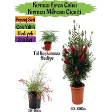 Hakay Serada Decor & Plant Kırmızı Fırça Çalısı, Kırmızı Mercan Çiçeği, Tül Kuşkonmaz Peyzaj Seti, Çok Renkli, 3'lü Set