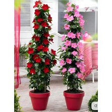 Hakay Nura Botanik Karışık Renkli Mandevilla Kırmızı-Beyaz 30-60 cm Bol Çiçekli Sarmaşık Bitki