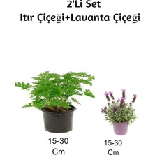 Hakay Nura Botanik Gül Damlası (Itır Çiçeği) + Lavanta Çiçeği 2'li Set Dış Mekan Bitkisi, 15-30 cm