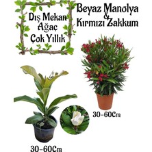 Hakay Serada Decor & Plant Manolya Ağacı Saksılı + Kırmızı Zakkum Saksılı Bahçe Seti, 30-60CM