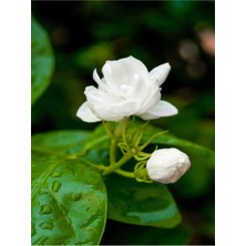Hakay Serada Decor & Plant Yasemin Çiçeği Ful Sarılıcı Katmerli, 15-30 Cm, 1 Adet Saksılı Dış Mekan Trachelospermum