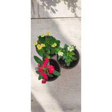 Hakay Nura Botanik Dikenler Tacı Çiçeği Sürpriz Renk, 25-35 Cm, Saksılı 3'lü Set, Euphorbia