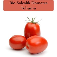 Hakay Zencefil Organik Domates Tohumu Rio Grande 1 Paket (5GR=1000+ Adet) Rio Grande Domates Tohumu
