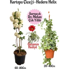 Hakay Gardenbox Kartopu Çiçeği, Hedera Helix, Gazanya Hediyeli Saksılı Bahçe Seti, Çok Renkli