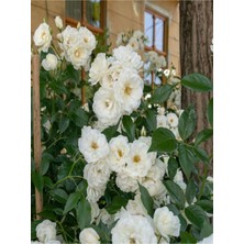 Hakay Gardenbox Chopin Beyaz Gül Fidanı, 1 Adet, Saksılı/tüplü, 10-15 Cm, Bahçe Bitkisi