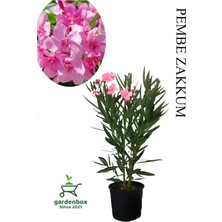 Hakay Nura Botanik Pembe Zakkum Çiçeği Fidanı, Saksılı, 30-60CM, Yaz Çiçeği