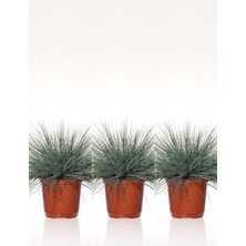 Hakay Nura Botanik Mavi Osmanlı Çimi Fidanı, 3 Adet Saksılı, 20-40 Cm, Festuca Glauca, Bahçe Bitkisi