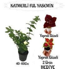 Hakay Nura Botanik Mis Kokulu Katmerli Ful Yasemin 40-60CM + Yaprak Güzeli Hediyeli
