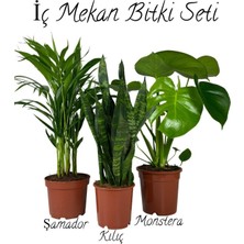 Hakay Serada Decor & Plant Iç Mekan Salon Seti, Şamador (15-30CM), Yeşil Kılıç (20-40CM), Deve Tabanı (40-55CM), Yeşil