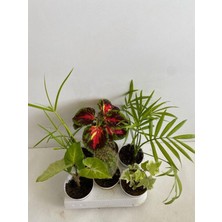 Hakay Gardenbox 6'lı Bitki Seti, Melek Kanadı, Japon Şemsiyesi, Kaktüs, Yaprak Güzeli, Hedera, Areka