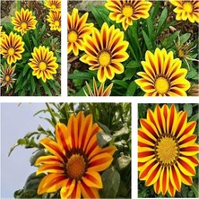 Hakay Gardenbox Gazanya Çiçeği, 10'lu Set, Sarılı Kahverengili, 20-30 Cm, Tüplü Çiçekli Bodur Bitkiler