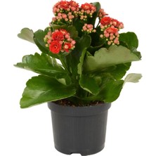 Hakay Nura Botanik Kırmızı Çiçekli Kalanşo (Kalanchoe) Çiçeği, Ithal, Büyük Boy