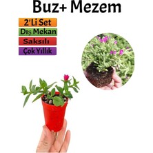 Hakay Serada Decor & Plant Buz+ Mezem Seti, 5-10 Cm, Saksılı Dış Mekan Bitkileri, Çok Renkli
