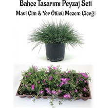 Hakay Mavi Çim 1 Adet Saksılı (10-20CM)+MEZEM Çiçeği 10 Adet Bahçe Seti, BTS0106NA08