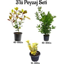 Hakay Nura Botanik Alev Çalısı, Defne Çalısı, Altuni Taflan Çit Bitkisi 3'lü Bahçe Peyzaj Seti, 40-60 cm