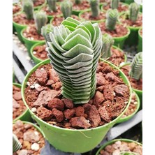 Hakay Gardenbox Buda Sukulent Crassula Buddha's Temple, Yeşil