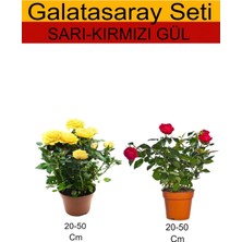 Hakay Serada Decor & Plant Sarı Gül + Kırmızı Gül Fidanı, 2'li Takım Seti, 20-50 cm