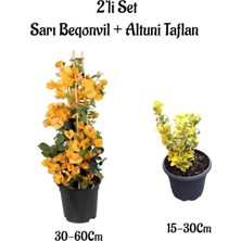 Hakay Gardenbox Sarı Begonvil Çiçeği + Altuni Taflan Saksılı Dış Mekan Bitkileri, 2'li Set