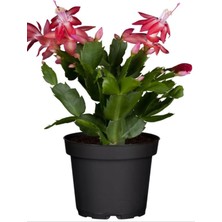 Hakay Serada Decor & Plant Kırmızı Yılbaşı Çiçeği, Schlumbergera Truncata, Saksılı, 10-20CM, 1 Adet