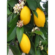 Hakay Nura Botanik Mis Kokulu Yediveren Limon Fidanı, 80-100 Cm, Saksılı