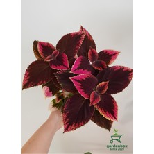Hakay Serada Decor & Plant Nadir Tür Kolyos Yaprak Güzeli Saksılı Coleus, 1 Adet