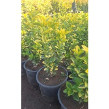 Hakay Serada Decor & Plant Sarı Taflan Fidanı, 1 Adet, Saksılı, 25-40CM, Dış Mekan Çit Bitkisi