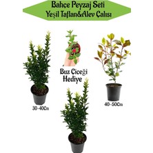 Hakay Nura Botanik Bahçe Peyzaj Seti, 2 Adet Yeşil Taflan, 1 Adet Alev Çalısı, Hediye Buz Çiçeği, Çok Renkli